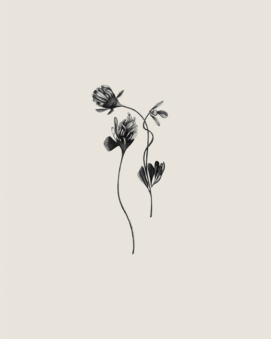 Fancy Flow Drawing North Homeware | Botanical Flow Drawing Art Print by Sam Scales