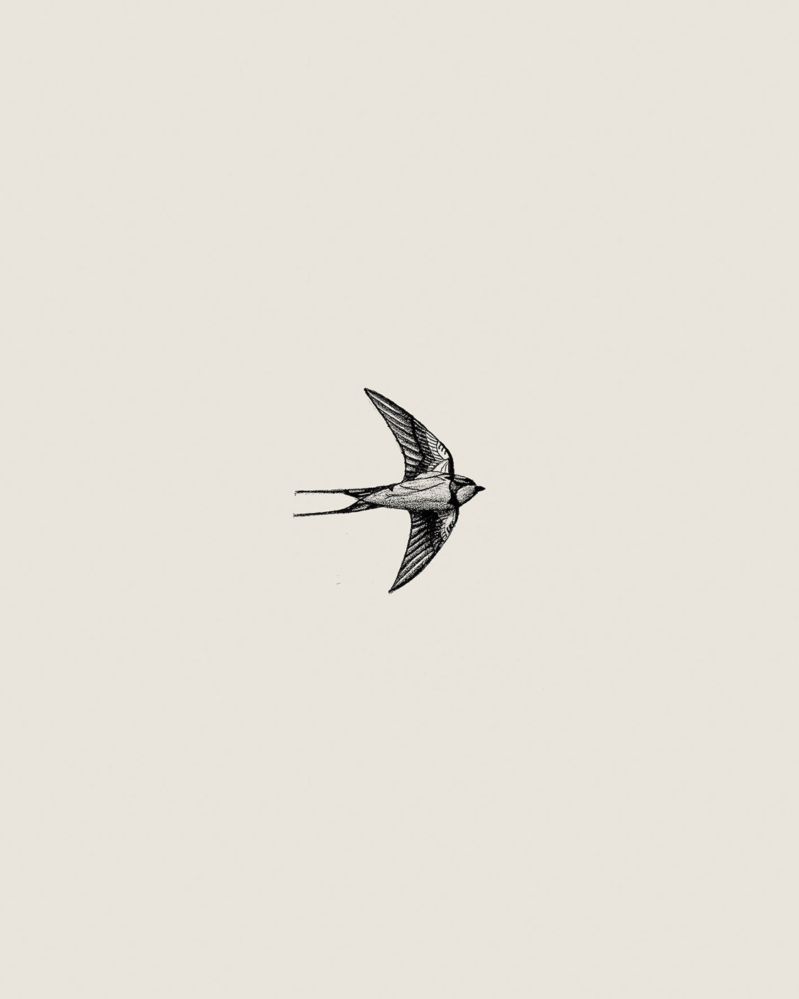 Swallow Bird Pencil Drawing Art Print
